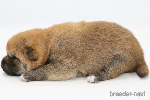 成約済の神奈川県の柴犬-351655の3枚目